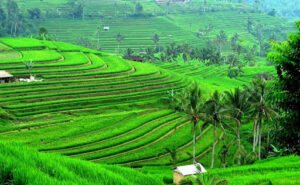 Read more about the article LAPORAN PRAKTIKUM MANAJEMEN PASTURA – PENGUKURAN PRODUKSI LAHAN