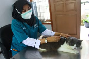 Read more about the article Alasan Karir Dokter Hewan Itu Cerah